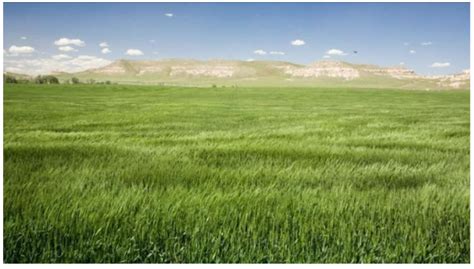 Grassland Ecosystem - Components, Types, Functions & More | UPSC