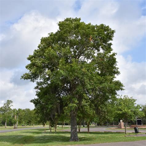 Southern Live Oak - Buchanan's Native Plants