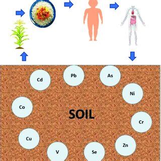 Schematic representation showing the transfer of trace elements from ...