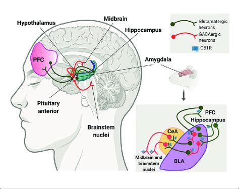 The amygdala is highly interconnected with the main brain regions ...