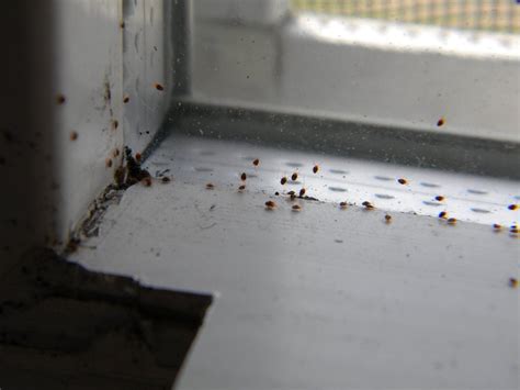 Tiny Red Spiders? Controlling clover mites in Utah — Salt Lake Pest Control