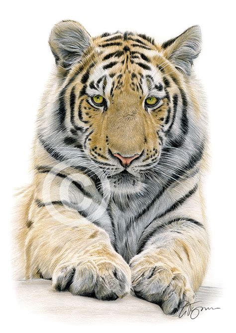 Colour pencil drawing of a Bengal Tiger by UK artist Gary Tymon