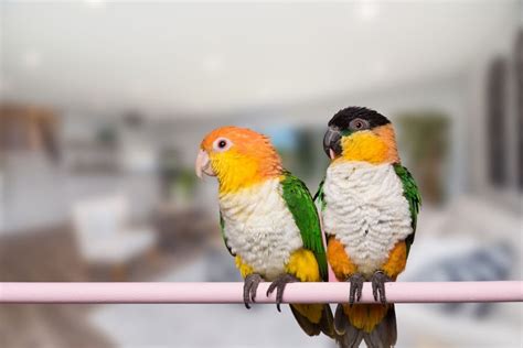 The Ultimate Guide To Caique: Personality, Costs, Foods & Health - Bird ...