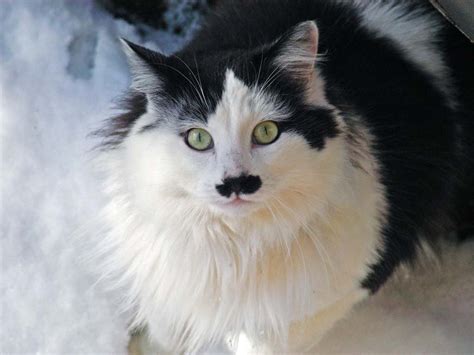 20+ Black and White Cat Breeds with a Variety of Coat Patterns | Pets Nurturing