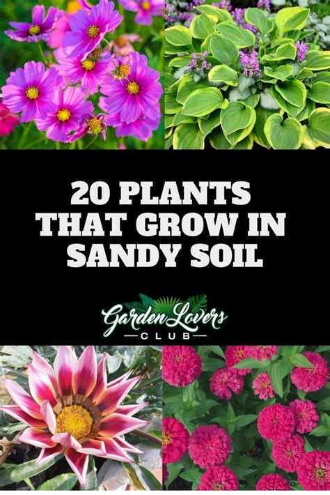 20 Plants that Grow in Sandy Soil - Garden Lovers Club | Planting in sandy soil, Garden soil ...