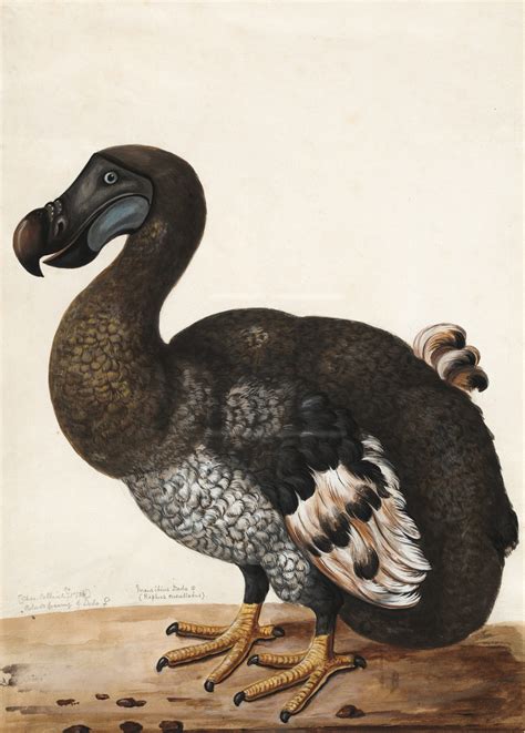 Dodo Bird of Mauritius: From Discovery to Extinction - Yo Nature