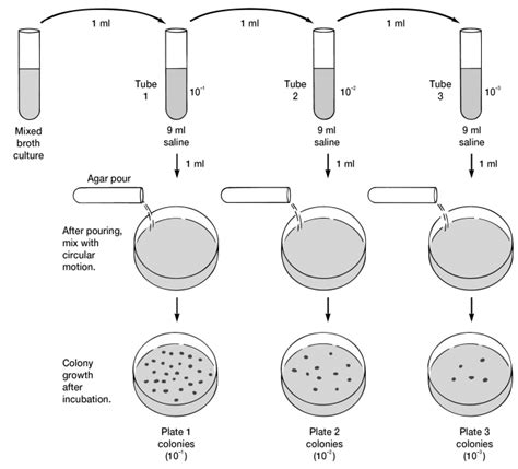 The Pour-Plate Technique. The original sample is diluted several times... | Download Scientific ...