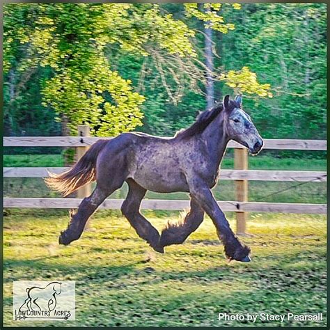 What is a Blue Roan Horse? Breeds, Names, Colors, & Pictures