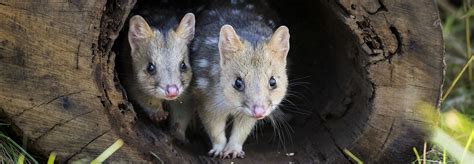 Quoll it a Comeback: A Marsupial Boomerangs Back to Mainland Australia - Global Wildlife ...