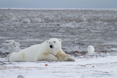 Arctic Wildlife Behaviour: Photographing Wild Personalities | Arctic Kingdom