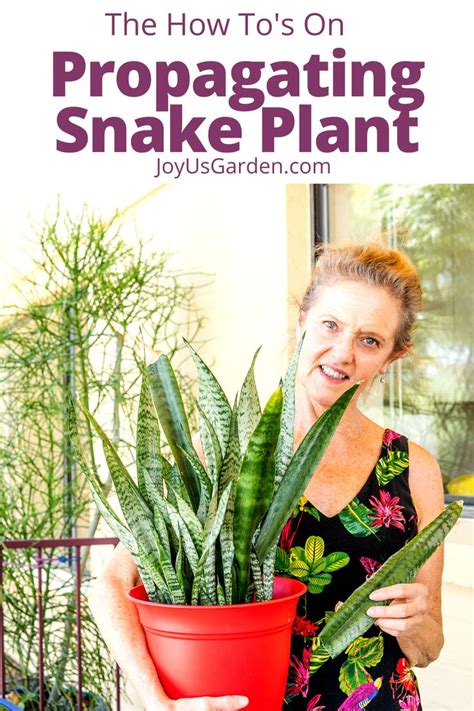 Snake Plant Propagation Guide