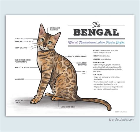 Bengal Cat Diagram Watercolor Art Print - Artful Pixels - Funny Gift for Cat Lovers