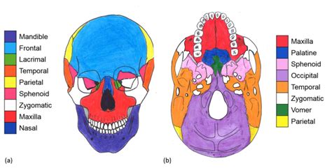 Skull Development - FORAMINA OF THE SKULL