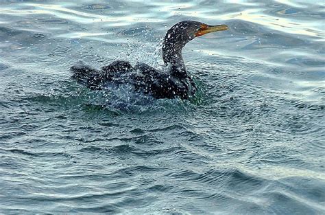 Great Cormorant after Diving Photograph by Lyuba Filatova - Fine Art America