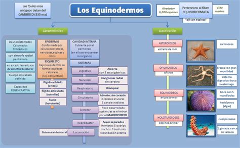 Los Equinodermos | Esquemas, diagramas, gráficos y mapas conceptuales.