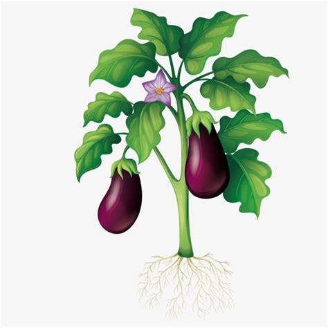 Vector Planting Eggplant | Plants, Vegetable drawing, Plant drawing