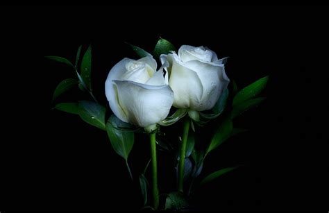 Download White Flower White Rose Flower Nature Rose HD Wallpaper