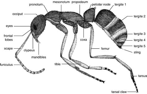 Scrumut: Scientific Name and Classification