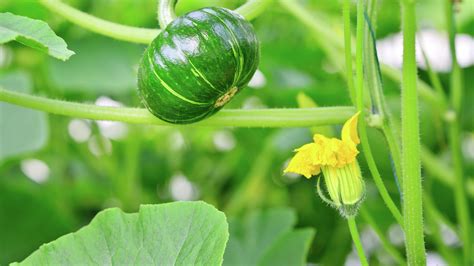 Planting, Growing and Harvesting Pumpkin - Bunnings New Zealand