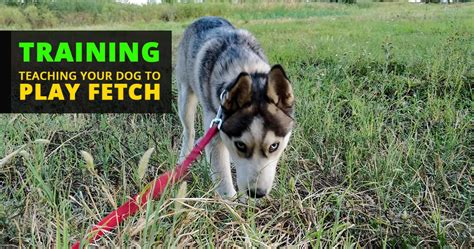 How to train your dog to fetch? - Husky Advisor - Dog training Tips & Tricks