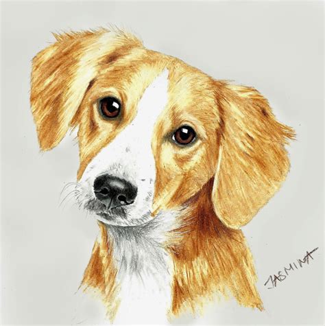 Puppy portrait - colored pencil drawing by JasminaSusak on DeviantArt