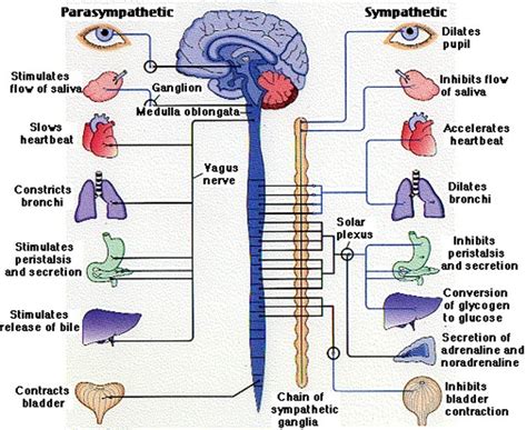 Sympathetic and parasympathetic nervous system Diagram | Quizlet