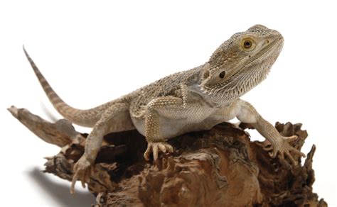 Australian lizards image gallery - The Australian Museum