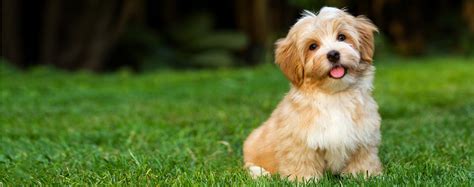 Havanese | Dog Breed Facts and Information - Wag! Dog Walking