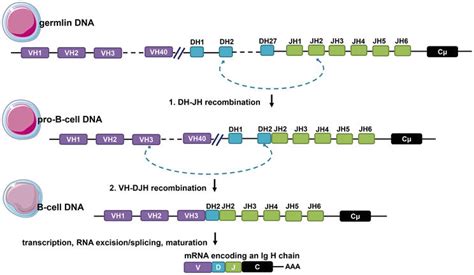 Immunogenetic Aspect of B-Cell Antigen Receptor Diversity Generation ...