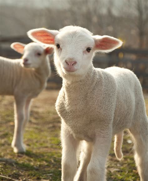 Lambs Helping Human Infants | Foundation for Biomedical Research