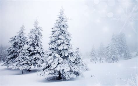 Awesome-Snow-Tree.jpg (2880×1800) | Рождественские обои, Рождественский фон, Белые ...