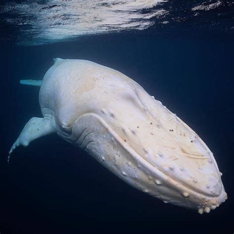 Oceanholic Life on Instagram: “Albino Humpback whale 🐋 Photo by ...