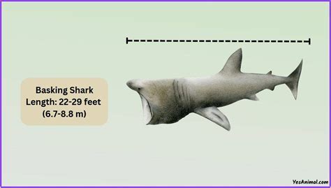 Basking Shark Size: How Big Are They Compared To Others?