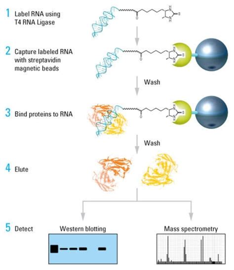 Pierce Magnetic RNA-Protein Pull-Down Kit - Thermo Fisher Scientific