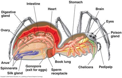 Spider Anatomy | Animal science, Anatomy, Zoology