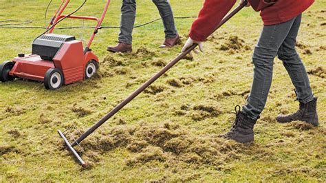 Grass Types That May Be Getting Damaged By Raking