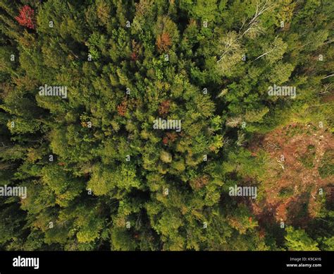 Aerial view of boreal forest evergreen trees Stock Photo - Alamy