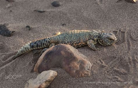 Uromastyx at sunset (Moroccan Sahara) - Moroccan Uromastyx in the wild ...