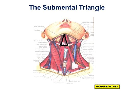 Anterior triangle of the neck part 1