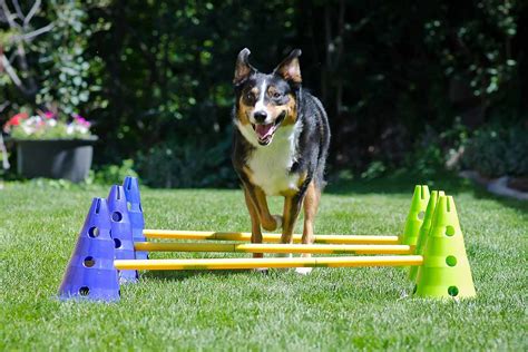 All of the Dog Agility Equipment You Need To Train Your Pup at Home