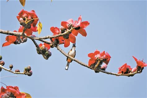 朵朵花苞挂枝头 广州木棉花开始绽放 广东省人民政府门户网站