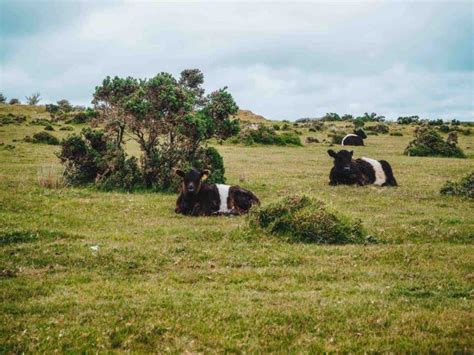 The Hurlers Stone Circles On Bodmin Moor - The Amazing Legend, History ...