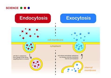 Pinocytosis