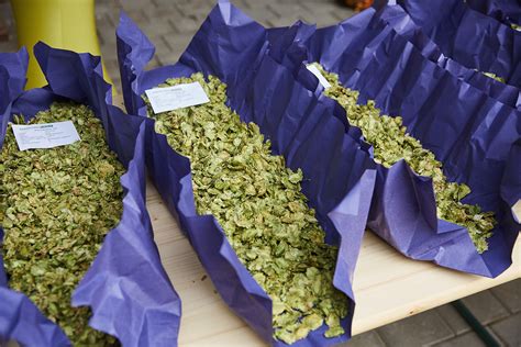 What Are Hops? A Deep Dive Into the Beer Essential with Jim Koch | The ...