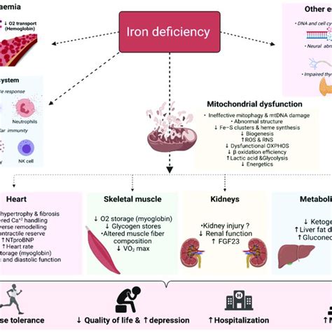 (PDF) Iron Deficiency in Heart Failure: Mechanisms and Pathophysiology