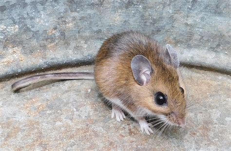 Maryland Biodiversity Project - White-footed Mouse (Peromyscus leucopus)