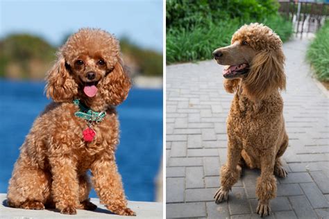 Toy Poodle vs. Miniature Poodle: Differences and Similarities