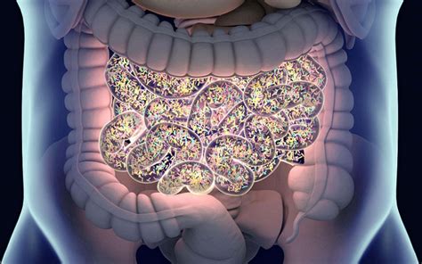 Motilin: The Hunger Hormone You've Never Heard Of - Very Big Brain