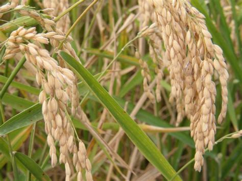 Rice Growing in Valencia, Spain | HubPages