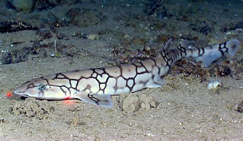 Chain Catshark | Shark Week | Discovery